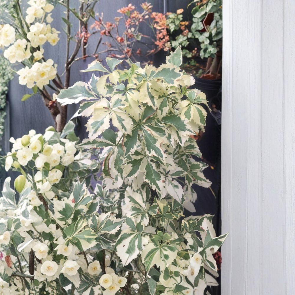 Variegated Fiveleaf Aralia Shrub | 2 Gallon Pot | Eleutherococcus sieboldianus | Deer Resistant Landscape Plant