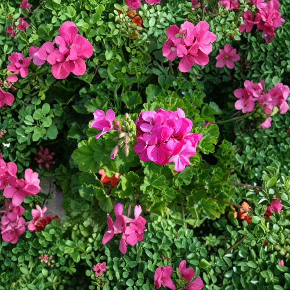 30 Pink Geranium Cuttings – Fragrant Pelargonium Live Starters for Easy Rooting | Hardy Flowering Plants for Garden & Patio