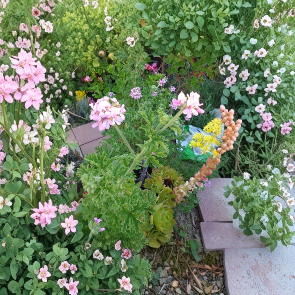 Attar of Roses Geranium Cuttings | 4 Live 6-Inch Unrooted Cuttings | Pelargonium capitatum | Lavender Pink Scented Herb Plant