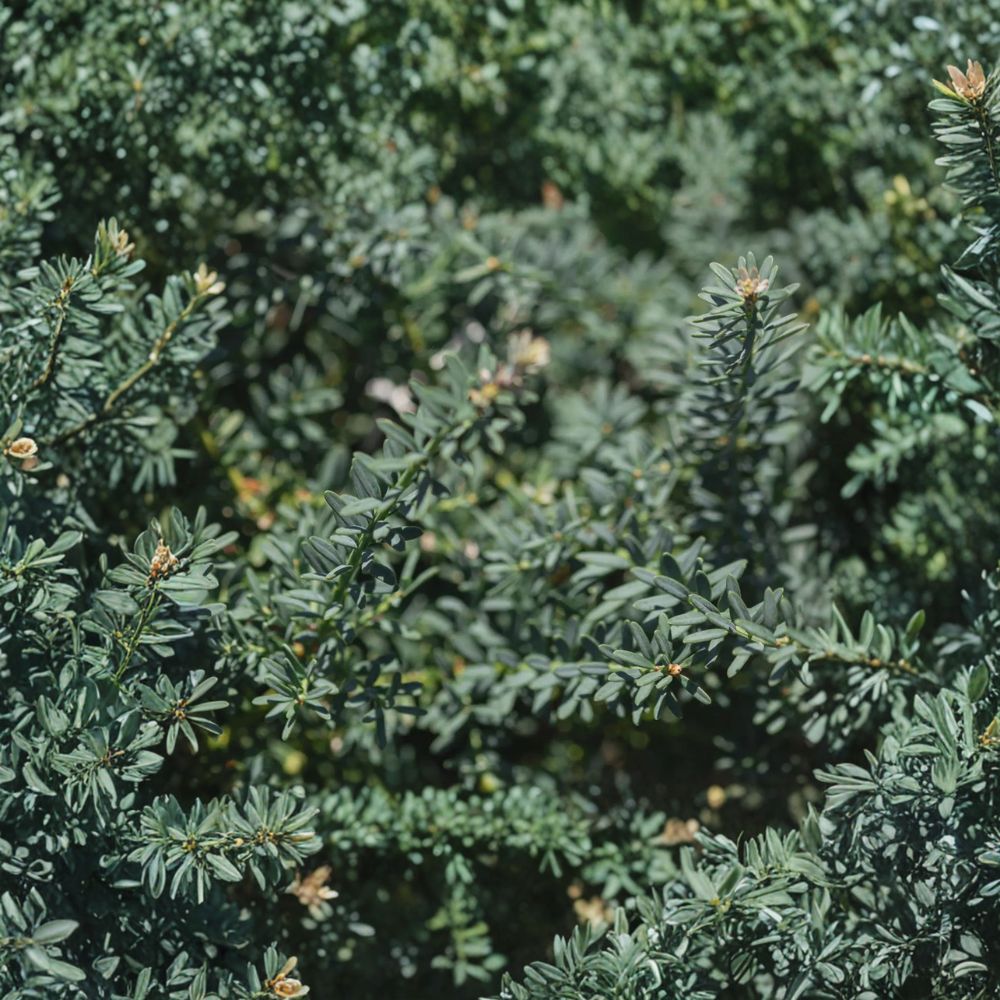 Blue Gem Podocarpus Alpinus Live Evergreen Shrub | Compact Blue Foliage Conifer | #1 Container Grown Plant