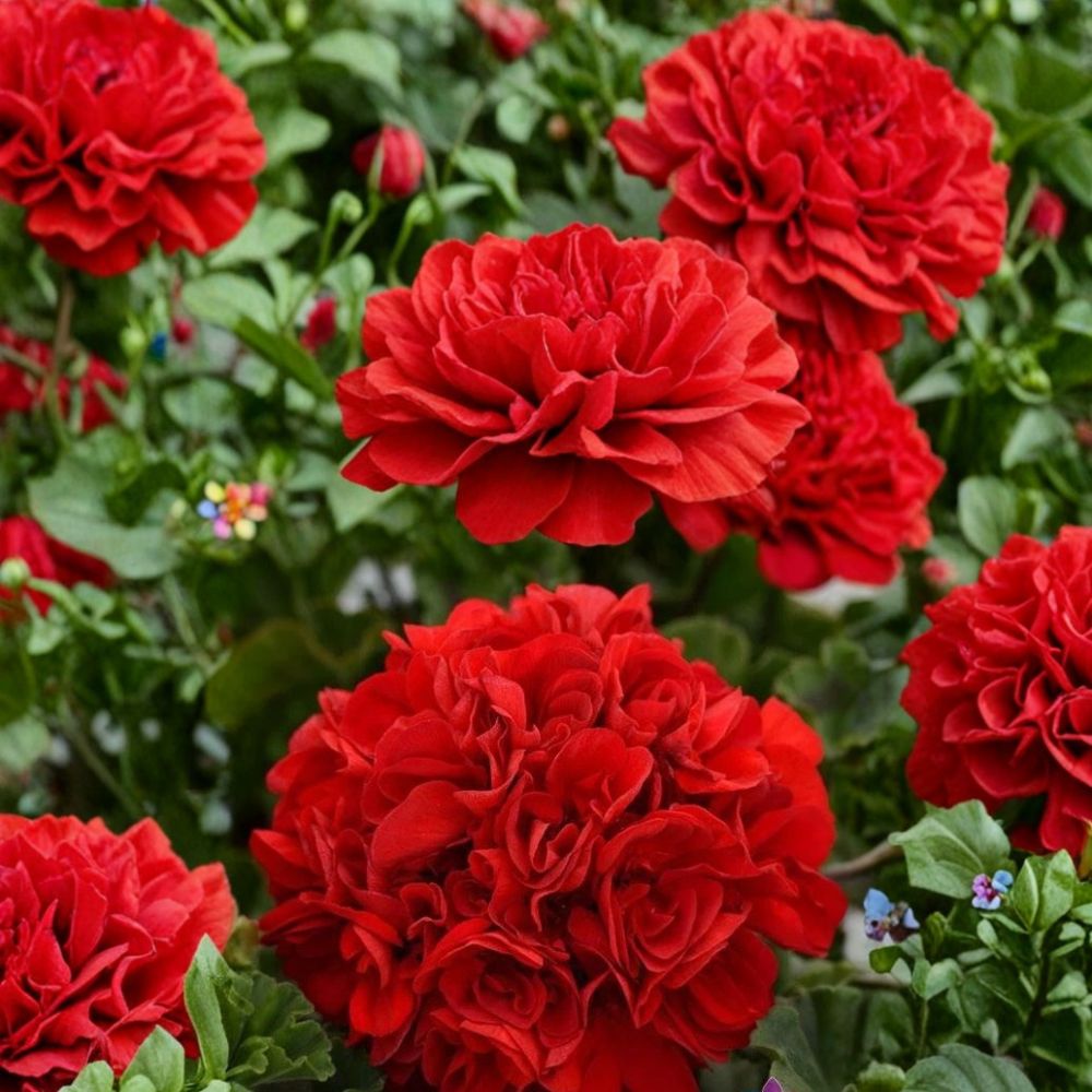 Presto Dark Red Geranium Seeds - 25+ Pelargonium Flower Seeds for Containers & Garden - Easy to Grow, Vibrant Blooms