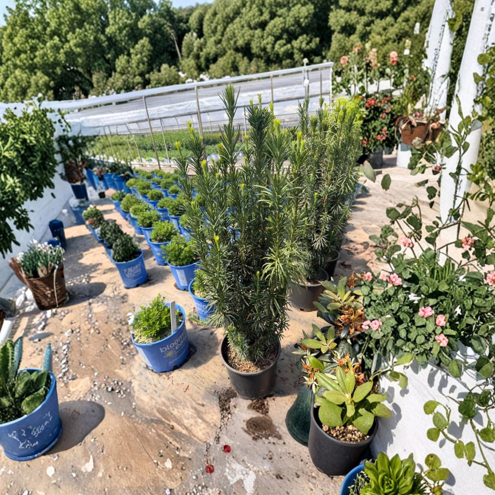 Irish Yew Live Evergreen Plant | 25-35 Inches | Taxus baccata 'Fastigiata' | Privacy Hedge & Accent Shrub | Bare Root