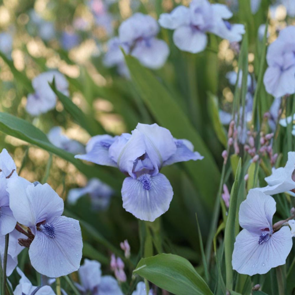 Bedford Lilac Bearded Iris Rhizomes - 3 Live Hardy Perennial Plants - Iris germanica 'Bedford Lilac' - Spring Blooming Flowers