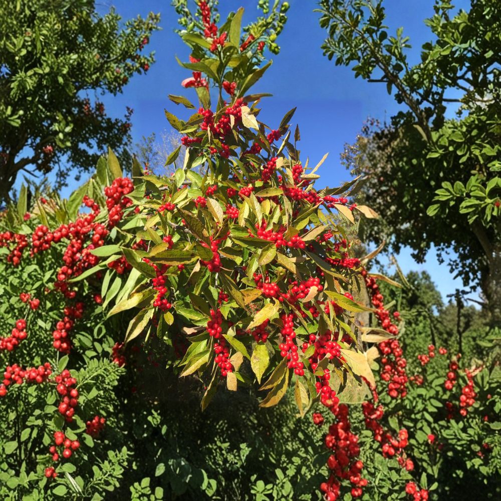 Winter Red Winterberry Holly Plant | 4 Inch Pot | Ilex verticillata | Female Native Shrub with Red Berries for Winter Landscape