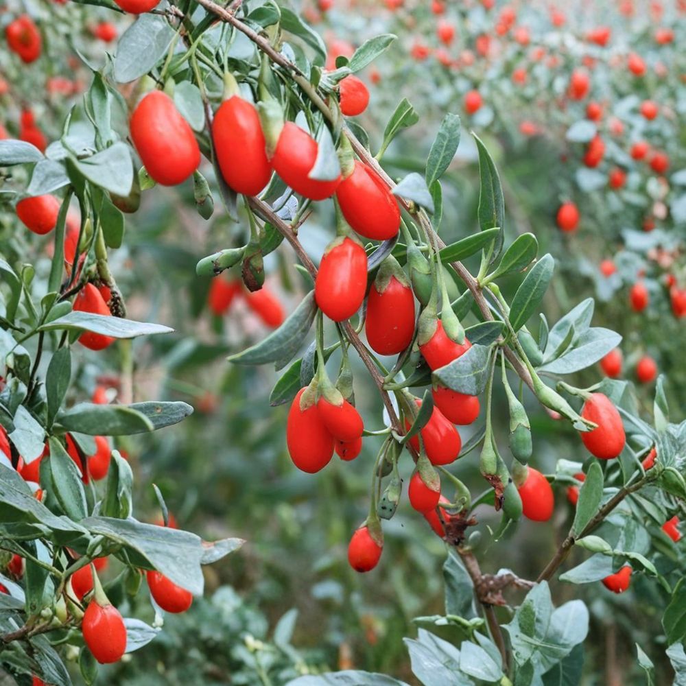 Goji Berry Plant - Live Edible Superfruit Shrub - Lycium chinense - Wolfberry in Nursery Pot - Nutritious Garden Plant