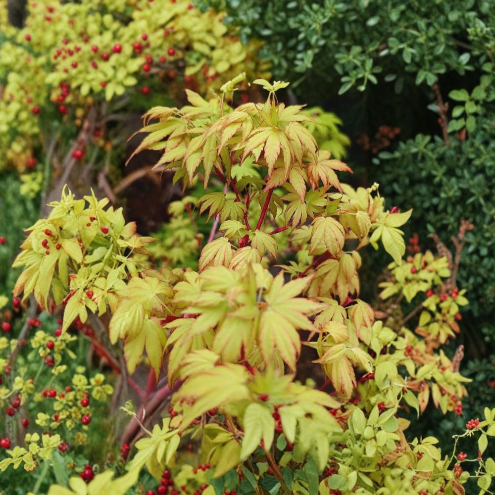 Sango Kaku Japanese Maple Tree - 30-40 Inches Tall - Coral Bark Maple - Acer palmatum ‘Sango Kaku’ - #3 Container Size