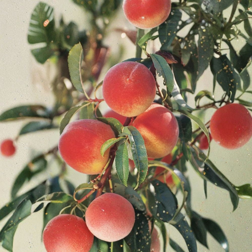 Grafted Elberta Peach Tree Starter | Self-Pollinating Freestone Peach | Prunus persica ‘Elberta’ | Zones 5-8