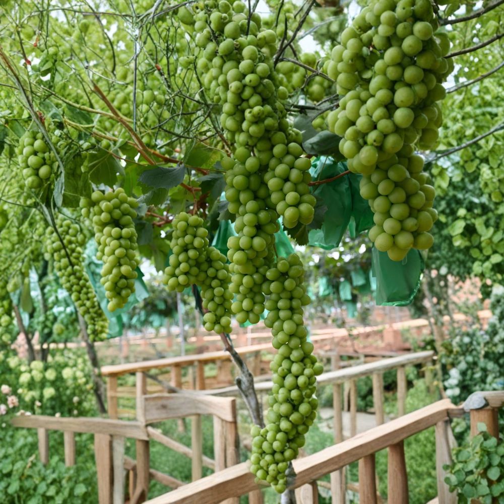 Shine Muscat Grape Plant - Potted Live Vine - Premium Japanese Seedless Grape - Vitis vinifera Hybrid - Grafted 3309C Rootstock