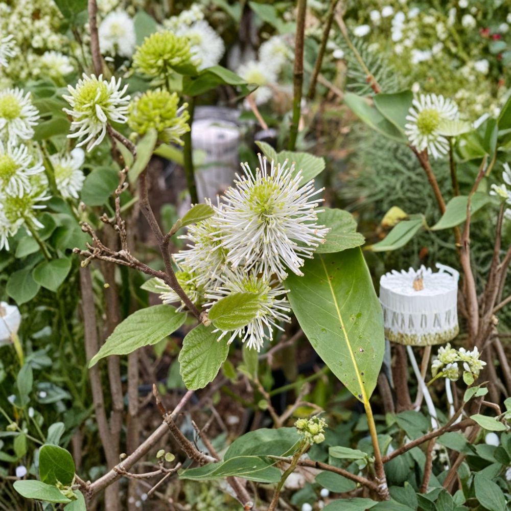Dwarf Fothergilla Shrub - 1 Gallon Live Plant, Fragrant Flowers, Brilliant Fall Color - Fothergilla gardenii