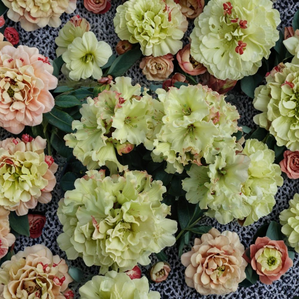 Rhododendron ‘Windsong’ Plant | #1 Container | Evergreen Shrub with Yellow Wavy Blooms & Red Accents | Rhododendron ‘Windsong’