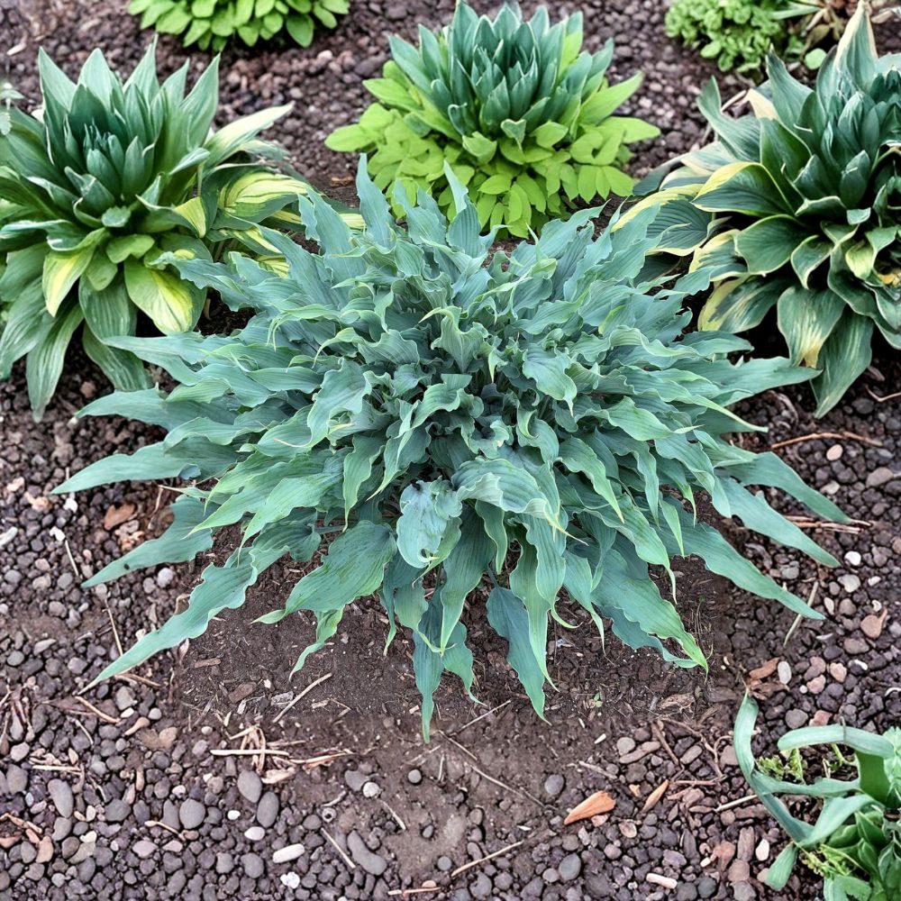 Wild Imagination Hosta Plant | 3 Inch Starter | Twisted Blue Ruffled Foliage | Hosta ‘Wild Imagination’ | Bare Root Perennial