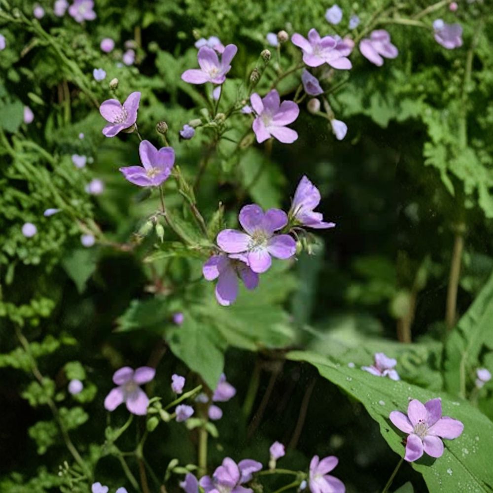 Wild Geranium Bare Roots - 5 Pack - Native Shade Perennial - Geranium maculatum - Woodland Wildflower for Easy Care Gardens