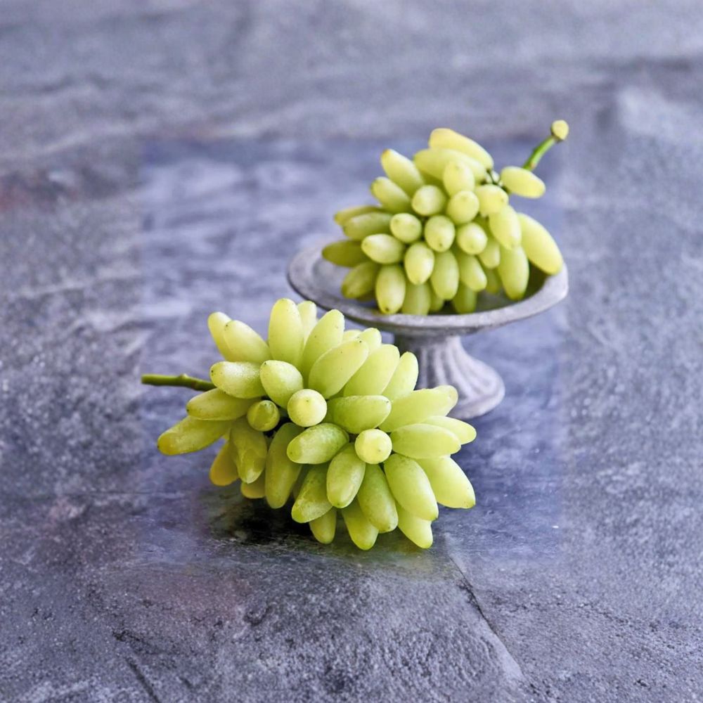Gold Finger Grape Plant | Live Vine in Nursery Pot | Vitis vinifera | Premium Sweet Table Grape | Golden Elongated Fruit