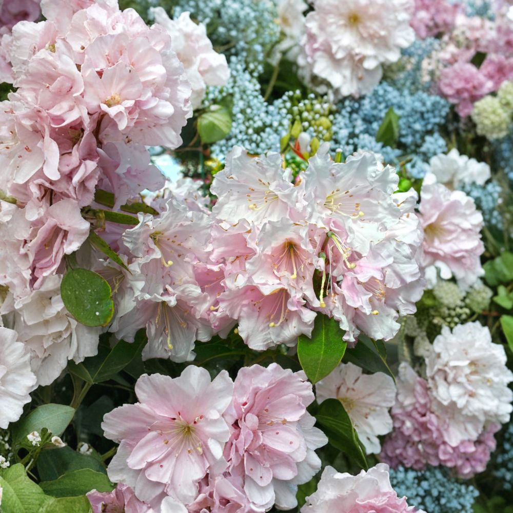 Rhododendron ‘Cadis’ Live Shrub | Cold Hardy Evergreen Plant | Fragrant Light Pink Blooms | Grown in #3 Container