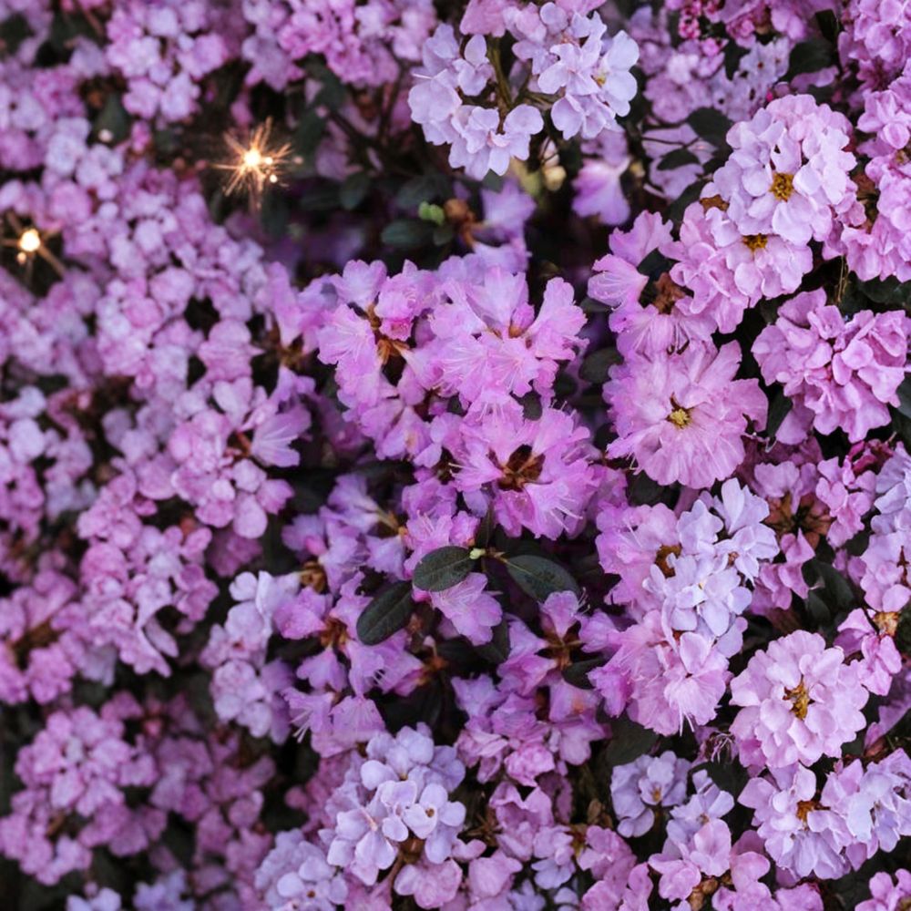 Rhododendron ‘PJM Regal’ Live Evergreen Shrub | Light Purple Blooms | Cold Hardy Landscape Plant | Container Grown