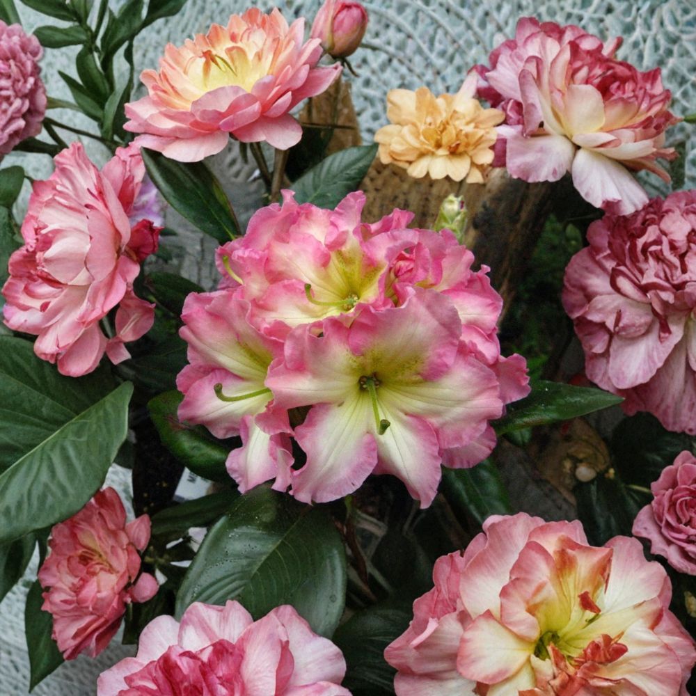 Rhododendron 'Melrose Flash' Live Evergreen Shrub | Fragrant Pink Yellow Blooms | Hardy Landscape Plant | #3 Container Grown