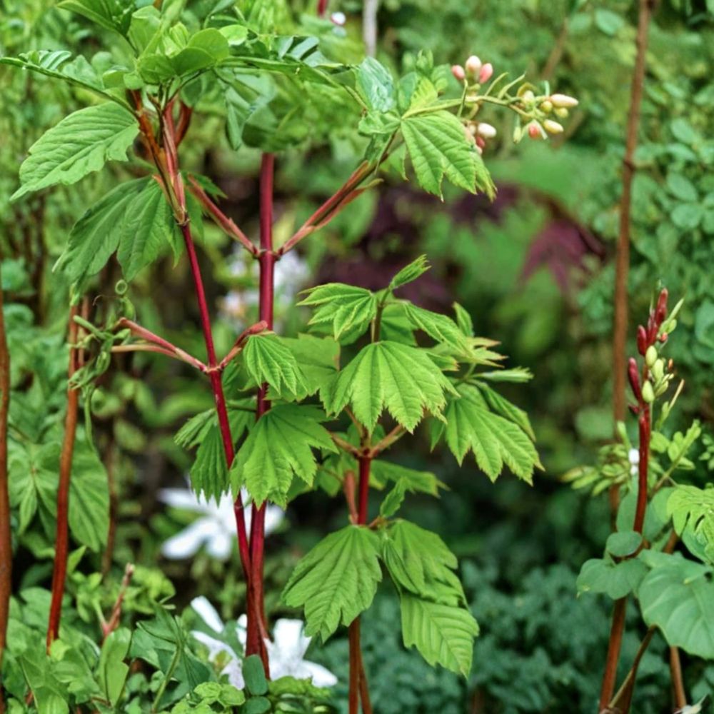 Acer circinatum ‘Pacific Fire’ Live Vine Maple Tree | Colorful Deciduous Ornamental | #1 Container Grown | 12–24 Inches Tall