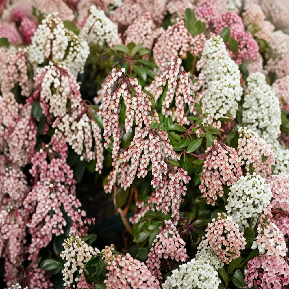 Pieris japonica ‘Dorothy Wyckoff’ Live Evergreen Shrub | Pink Bell Blooms | #1 Container Grown | Hardy Japanese Andromeda