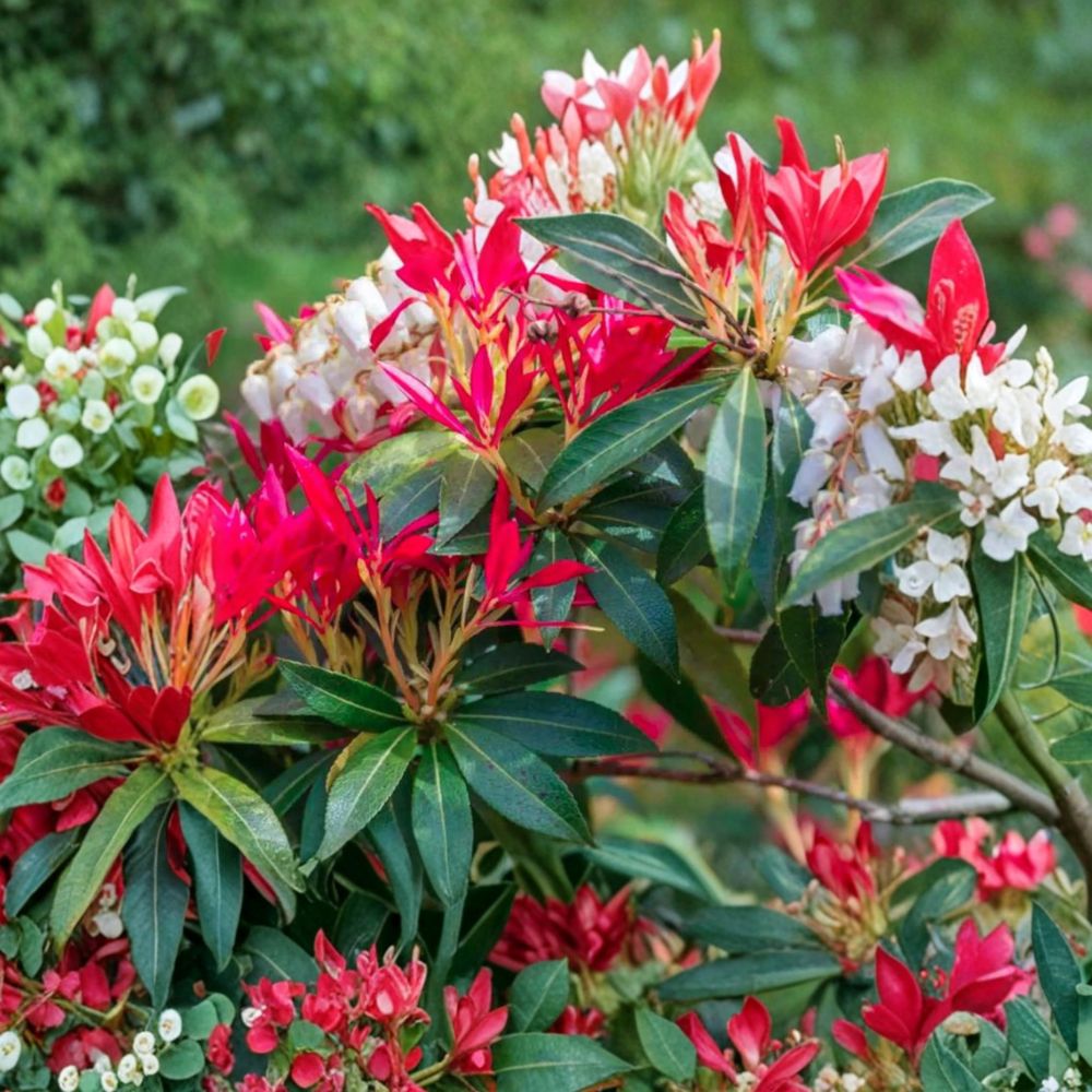 Pieris japonica ‘Mountain Fire’ Live Evergreen Shrub | #1 Container Grown | Red Foliage & White Blooms | Hardy Shade Plant