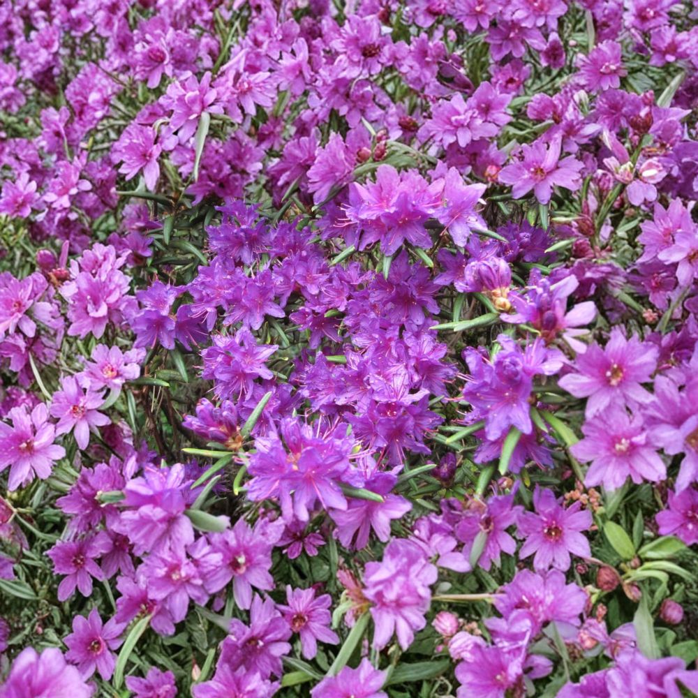 Night Editor Rhododendron - Live Evergreen Shrub in One Gallon Container - Purple Blooming Landscape Plant (Rhododendron hybrid)