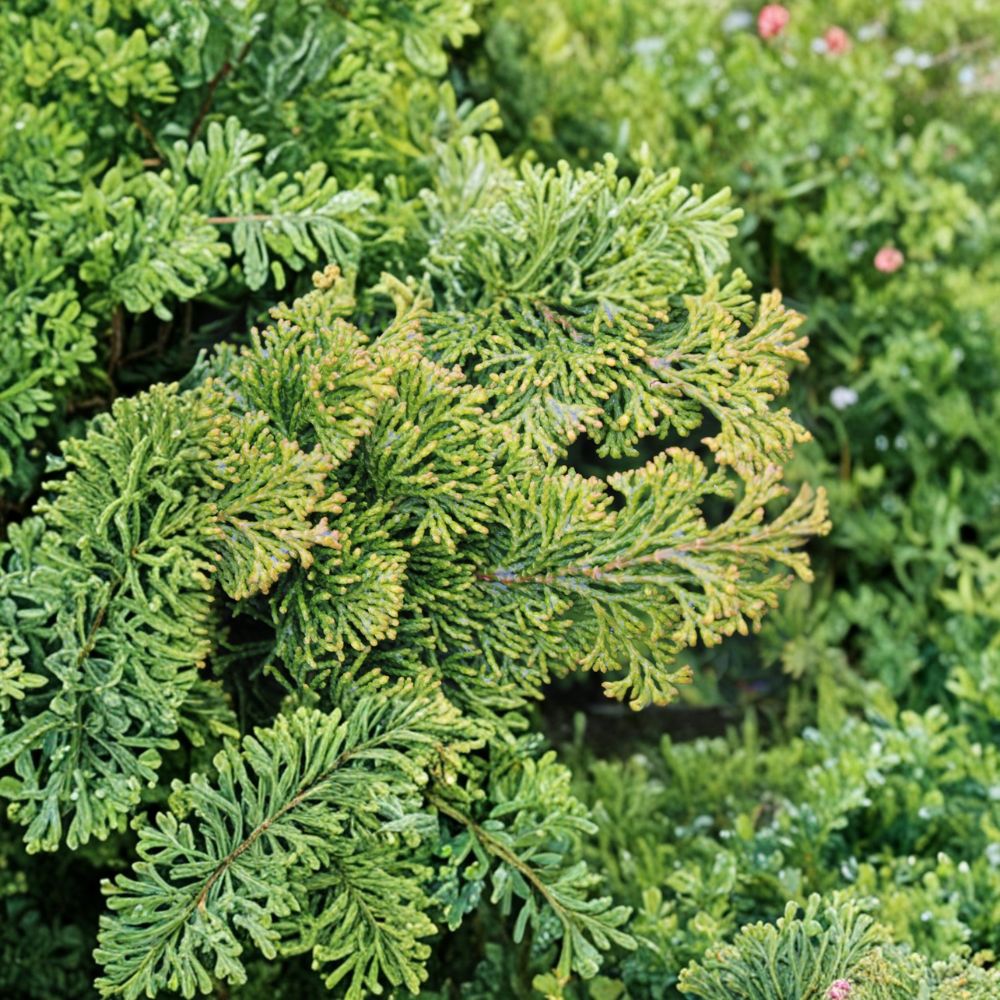 Golden Pillar Hinoki Cypress | Live Evergreen Shrub | Compact Conifer | Chamaecyparis obtusa ‘Golden Pillar’ | #1 Container Grown