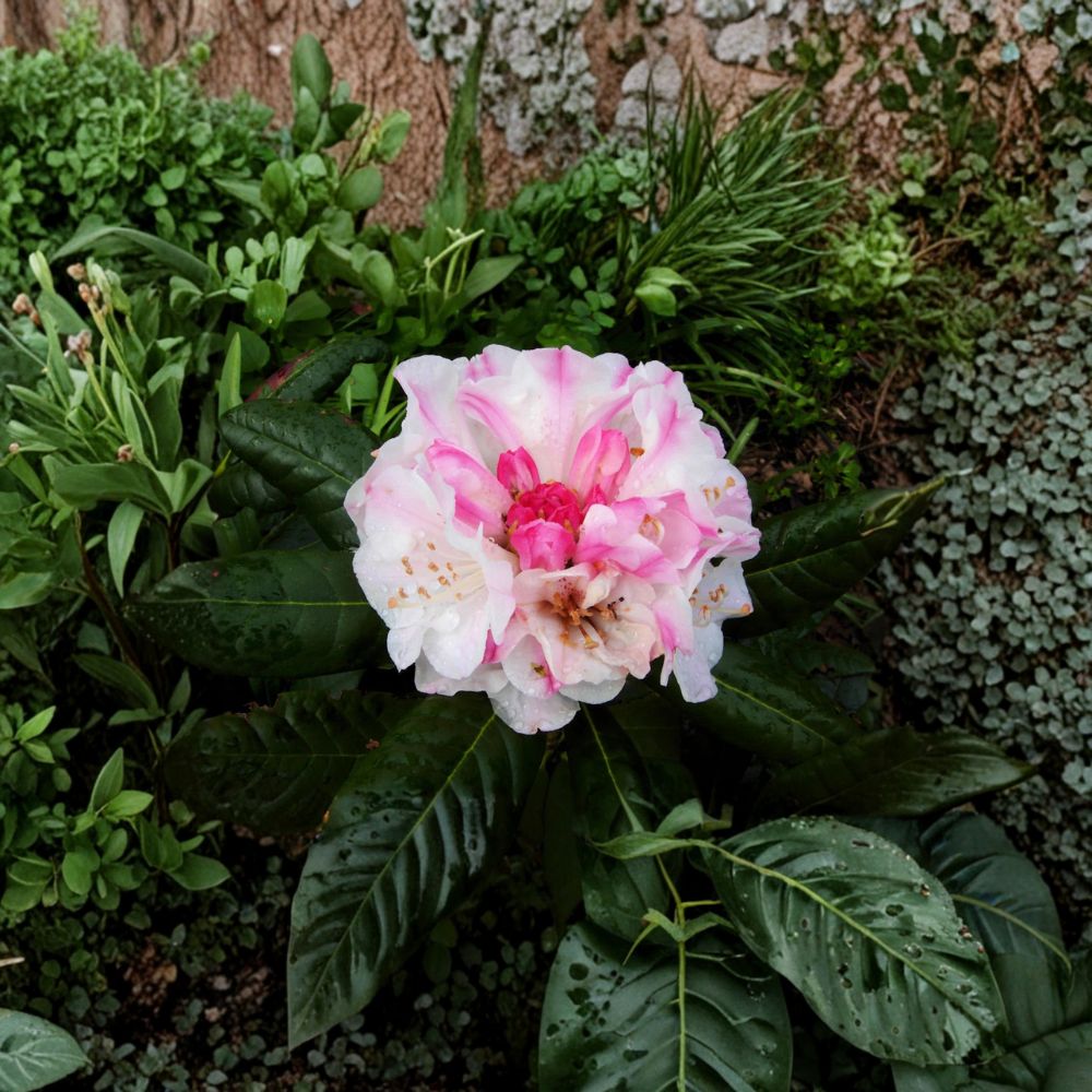 Kodiak Rhododendron Shrub - One Gallon Plant, Pink to White Blooms, Evergreen - Rhododendron hybrid ‘Kodiak’