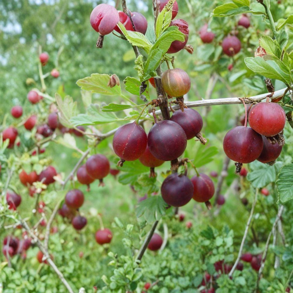 Pixwell Gooseberry Live Rooted Plant | Self-Pollinating Edible Berry Shrub | Ribes uva-crispa | Cold Hardy, Zones 3–8