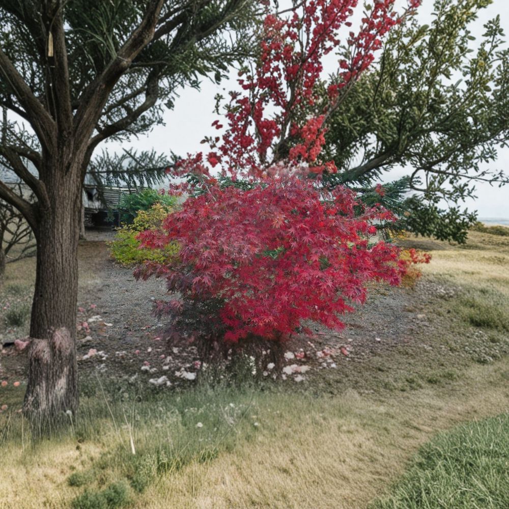 Acer palmatum ‘Wakehurst Pink’ Japanese Maple Tree | 25-35 Inches | Rare Collector Plant with Bright Pink Spring Foliage