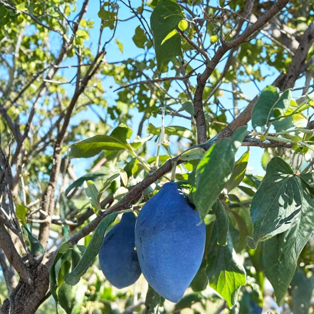 Long John European Plum Tree - Live Fruit Tree in Nursery Pot - Sweet Freestone Prune Plum - Prunus domestica 'Long John'