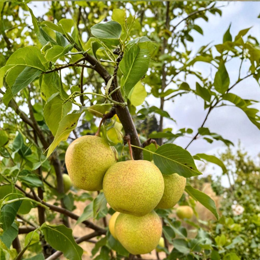 Emerald Crisp Asian Pear Tree - Live Bare Root, Early Sweet Variety, Pyrus pyrifolia, Juicy Fruit Tree
