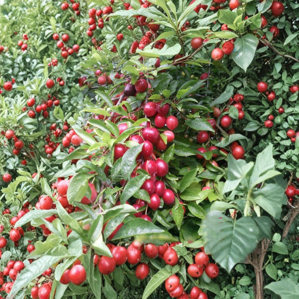 Cherry Myrobalan Plum Tree - Live Rooted Edible Fruit Tree | Self-Pollinating Variety | Prunus cerasifera | Zones 4-8