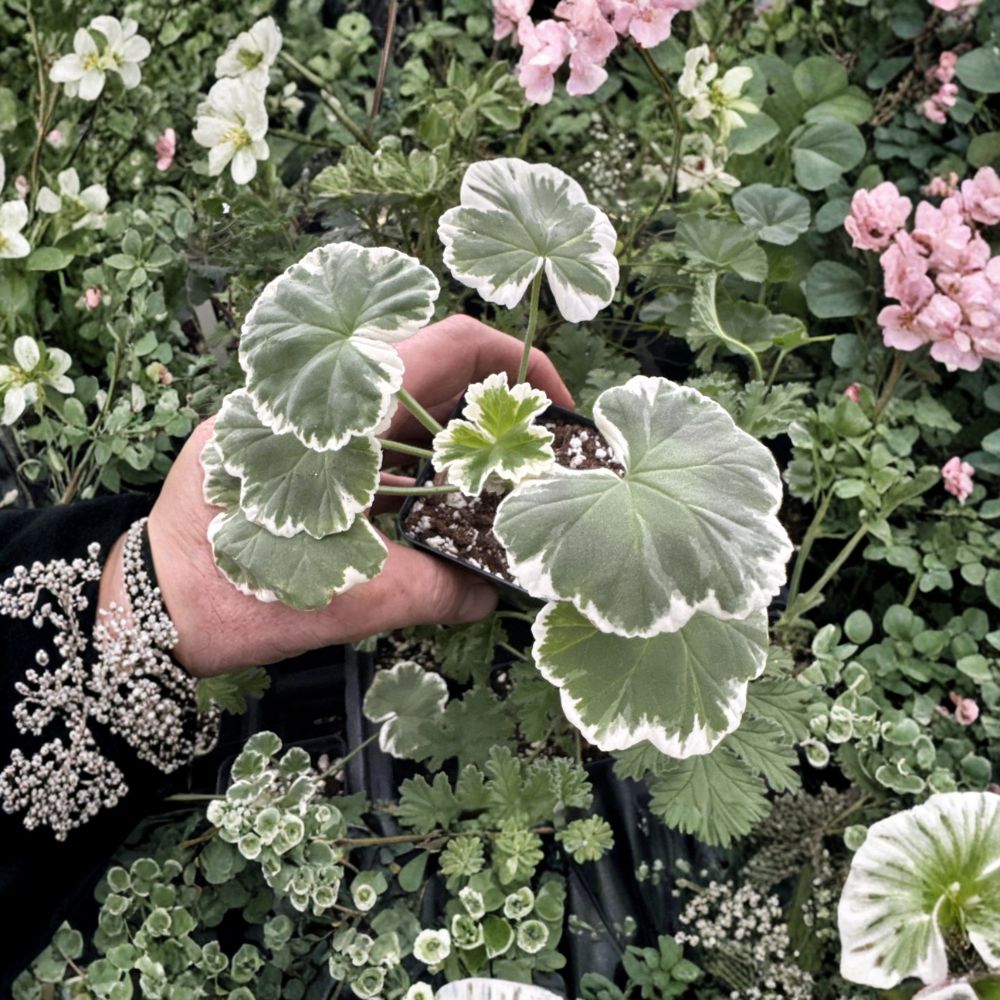 Fancy Leaf Geranium Plant - Variegated White Foliage & Double Red Blooms - Pelargonium ‘Wilhelm Langguth’ - Container Friendly