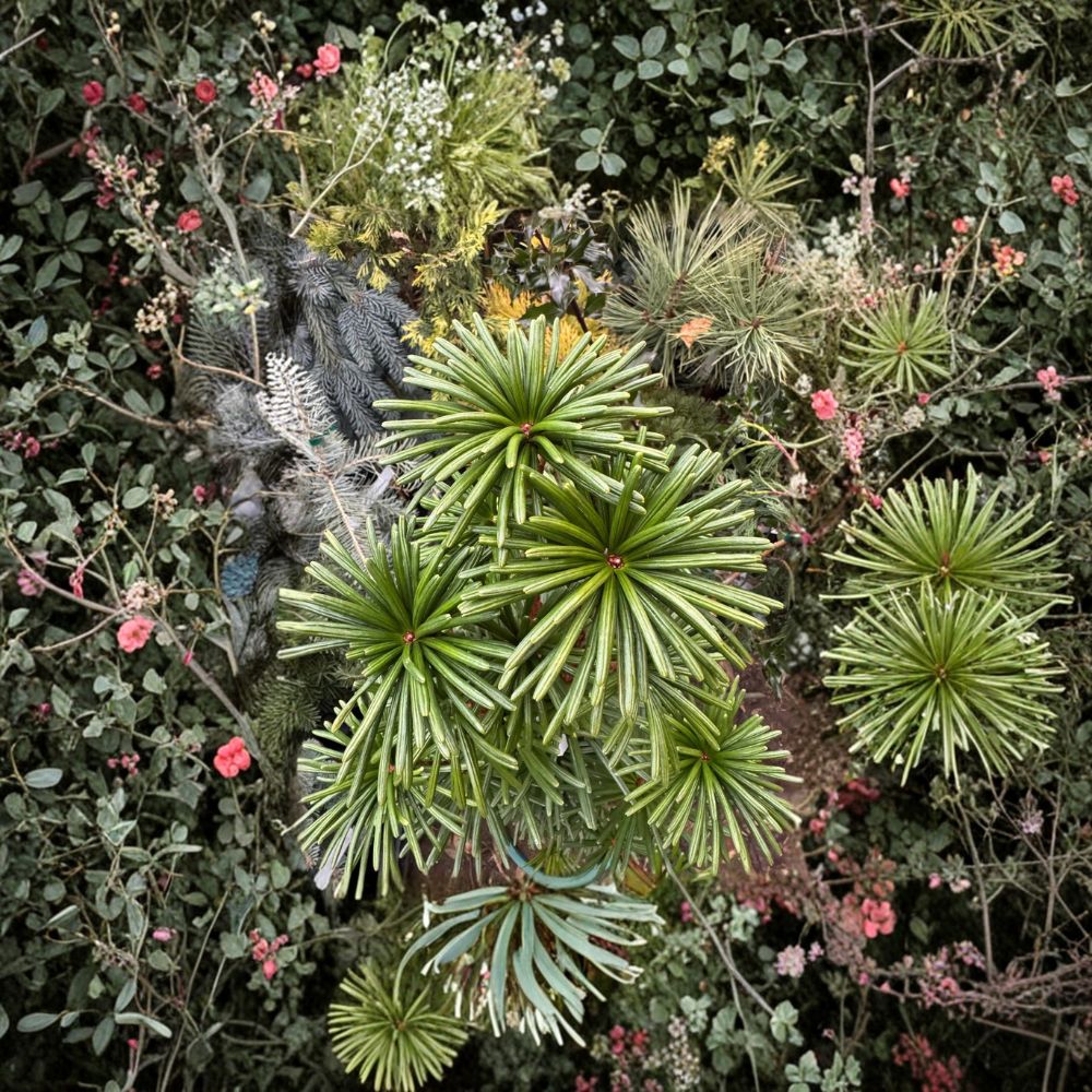 Green Star Japanese Umbrella Pine – 2 Gallon Live Evergreen Conifer | Sciadopitys verticillata | Compact Landscape Tree