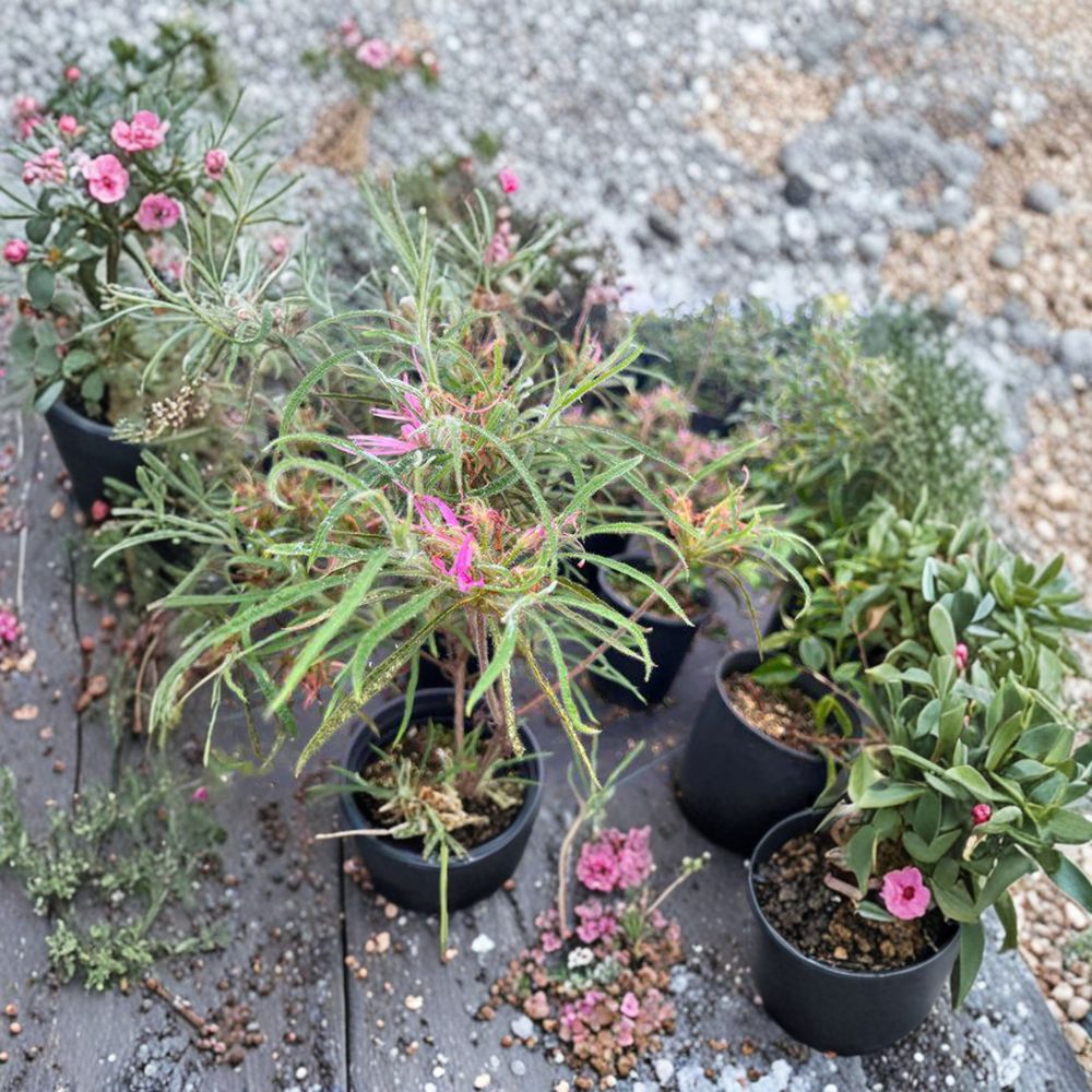 Spider Azalea Plant | #1 Container | Pink Spider-Like Blooms | Rhododendron stenopetalum | Rare Evergreen Shrub