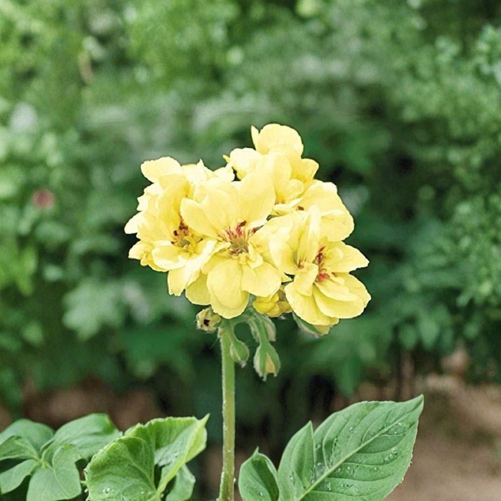 Yellow Geranium Seeds - 10 Pack | Pelargonium Flower Seeds | Easy to Grow Bright Blooms for Garden & Containers