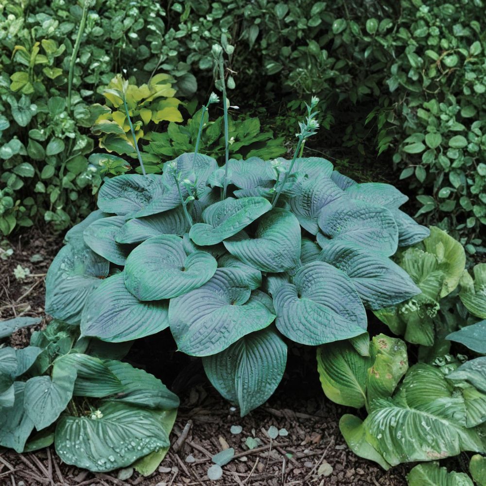 Humpback Whale Hosta Starter Plant | 3 Inch Live Bare Root | Giant Blue Green Shade Perennial | Hosta 'Humpback Whale'