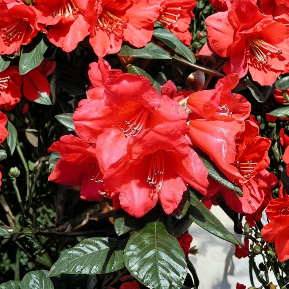 Rhododendron ‘Fred Peste’ Live Shrub | Compact Red Flowering Evergreen | Rhododendron 'Fred Peste' | #1 Container Grown