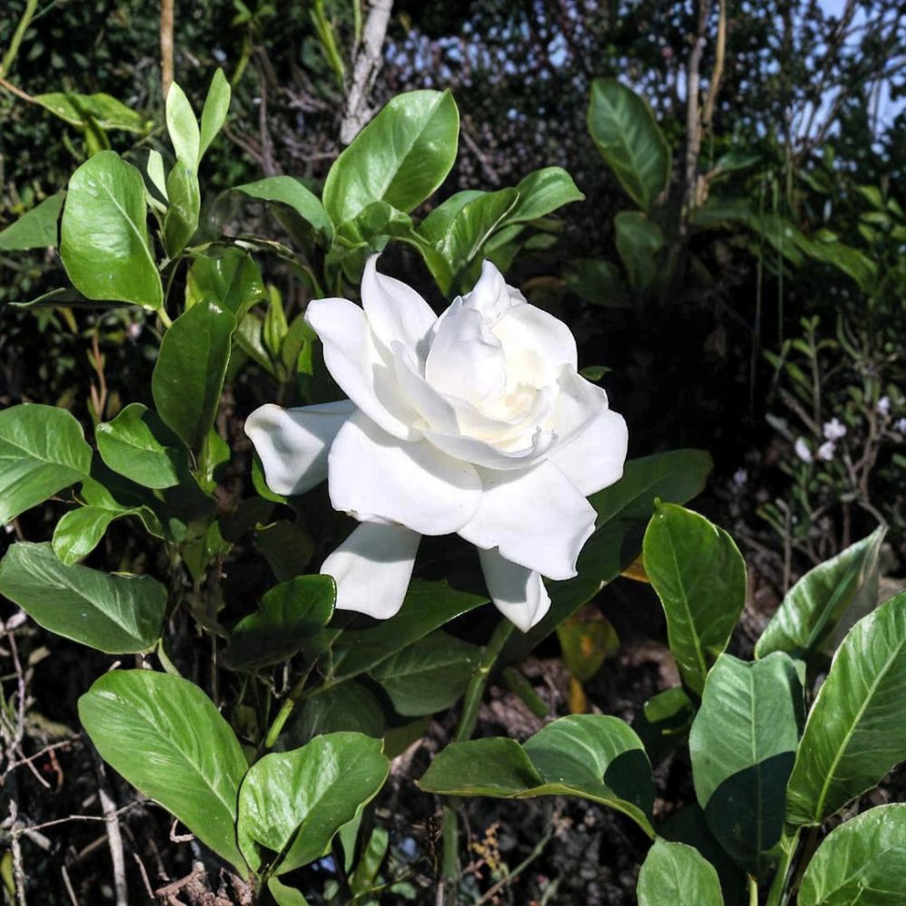 Heirloom Gardenia Plants - 3 Live Starter Plants - Fragrant White Cape Jasmine - Gardenia jasminoides - Bare Root Shrubs