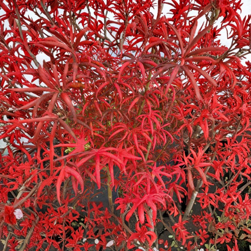 Acer palmatum 'Peve Starfish' Live Japanese Maple | Rare Red Dwarf Ornamental Tree | Container Grown | 20-30 Inches Tall