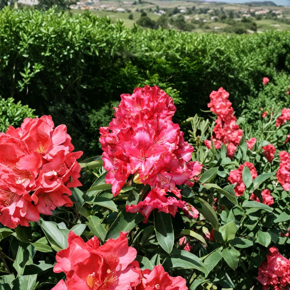 Kluis Sensation Rhododendron | 12-15 Inches Wide | Evergreen Shrub with Ruffled Red Pink Blooms | Rhododendron 'Kluis Sensation'