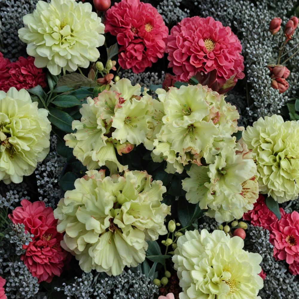 Windsong Rhododendron Live Evergreen Shrub #3 Container Plant Yellow Blooms with Red Accents Rhododendron hybrid ‘Windsong’