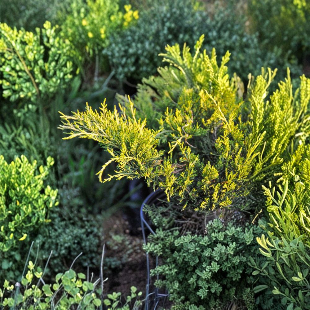 Golden Spreading Juniper Shrub - Juniperus chinensis ‘Old Gold’ - Drought Tolerant Evergreen - #3 Container Grown