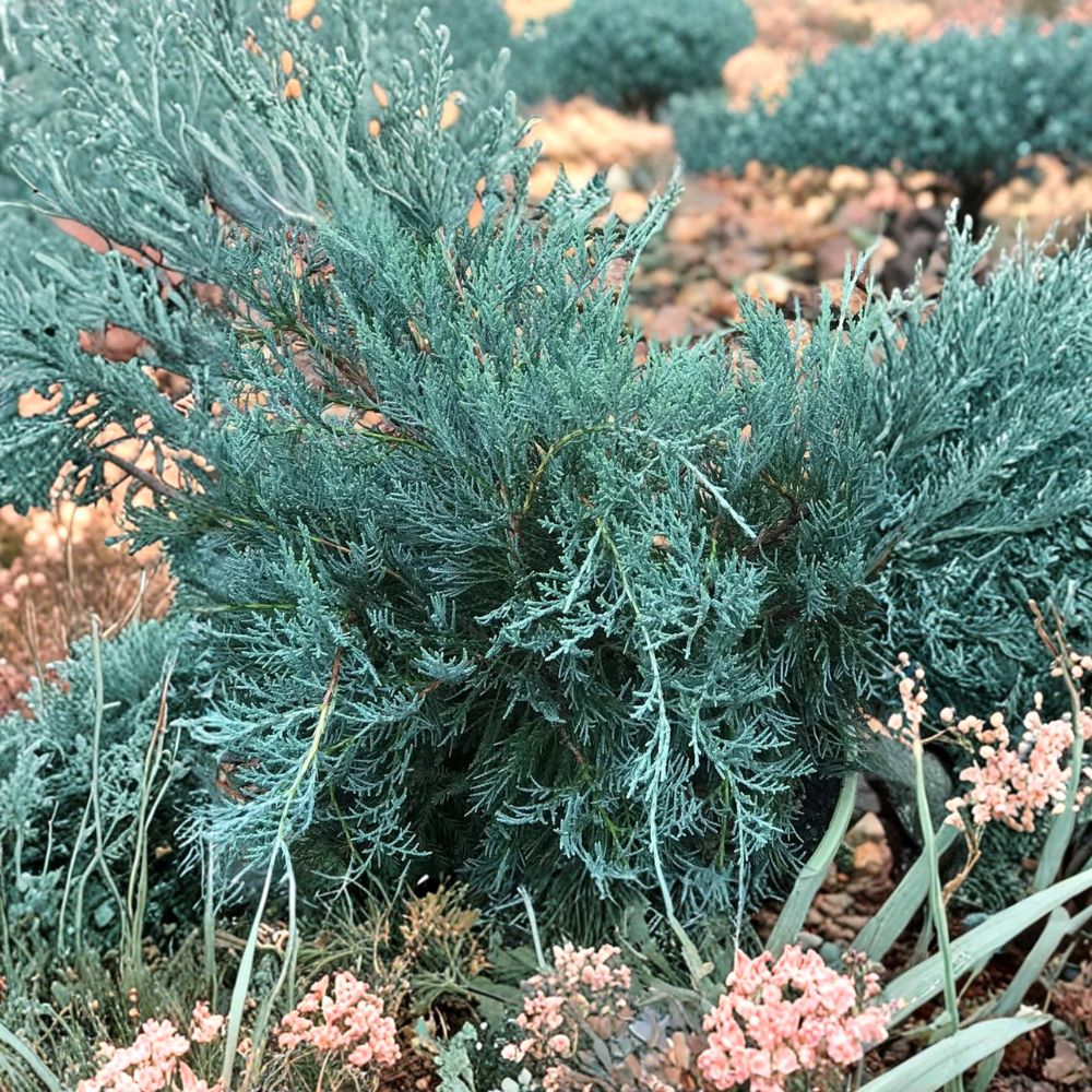 Gray Owl Juniper Shrub - Live Evergreen Groundcover Plant - Juniperus virginiana ‘Gray Owl’ - #3 Container Grown