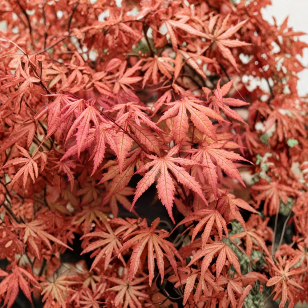 Acer palmatum 'Nebula' Live Japanese Maple | 18–24 Inches | Rare Ghost Maple | Pink & Lime Green Foliage