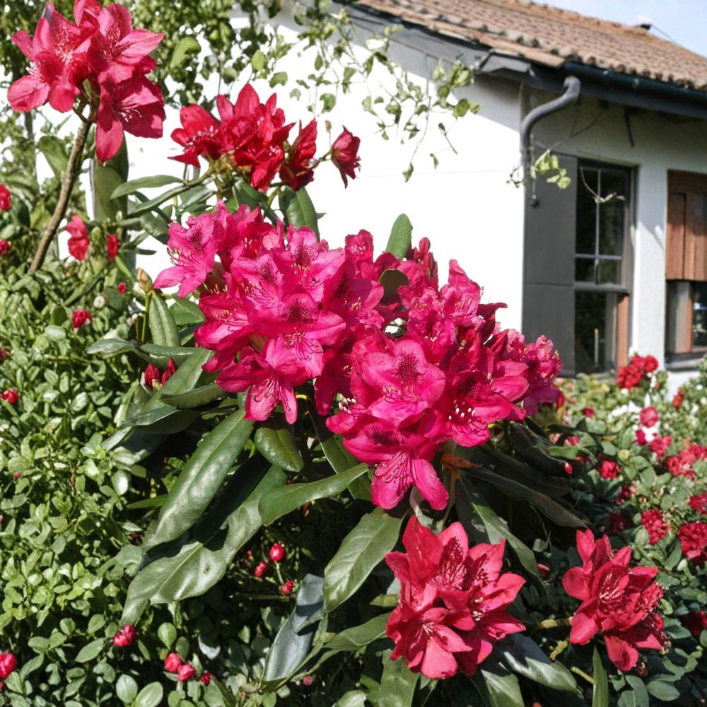 Nova Zembla Rhododendron Shrub | 12-15 Inches Wide | Red Blooming Evergreen Plant | Rhododendron ‘Nova Zembla’