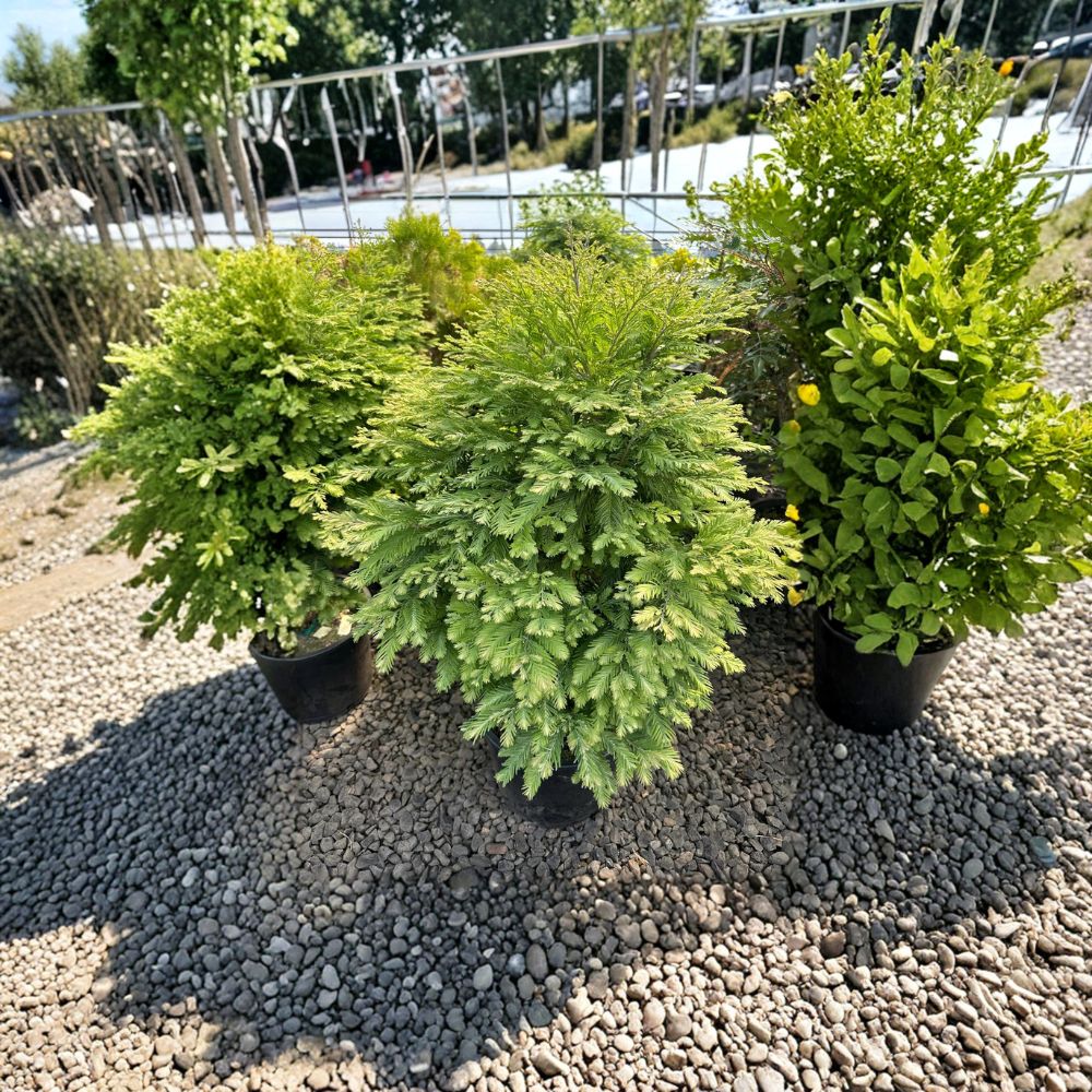 Variegated Dwarf Dawn Redwood Tree | Metasequoia glyptostroboides ‘Schirrmann’s Nordlicht’ | Rare Cream Foliage | #1 Container Grown