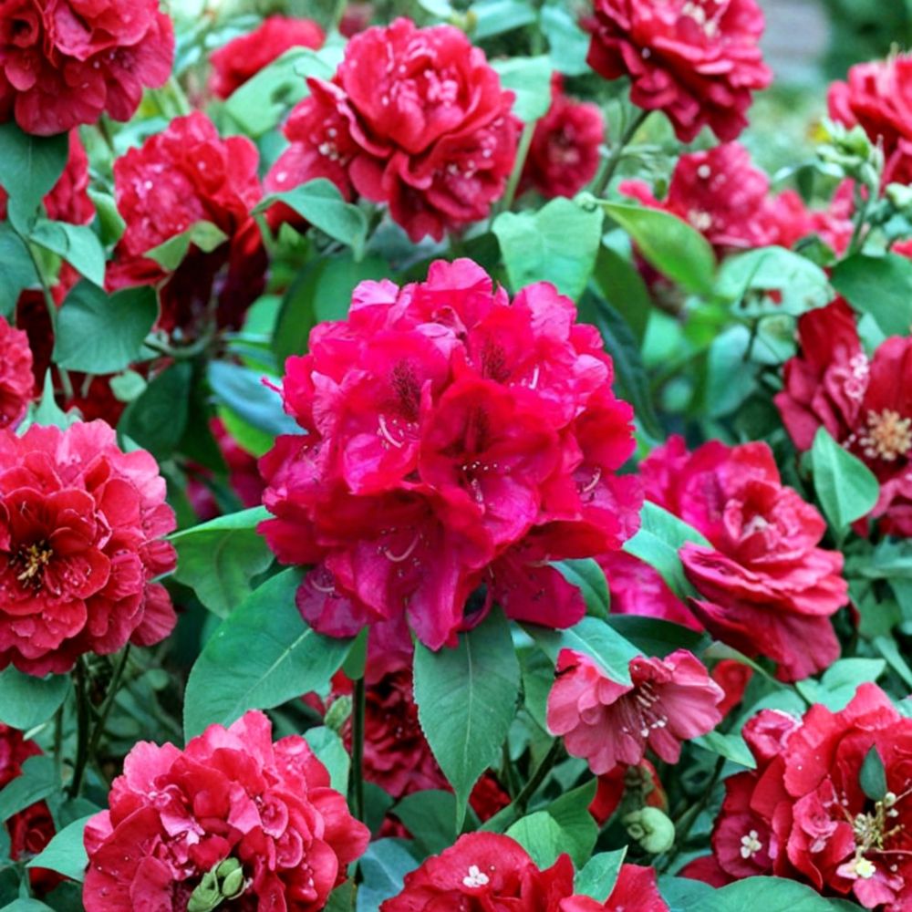 Trilby Rhododendron Shrub | 12-15 Inches Wide | Vibrant Red Blooms | Rhododendron hybrid ‘Trilby’ | Hardy to -10°F