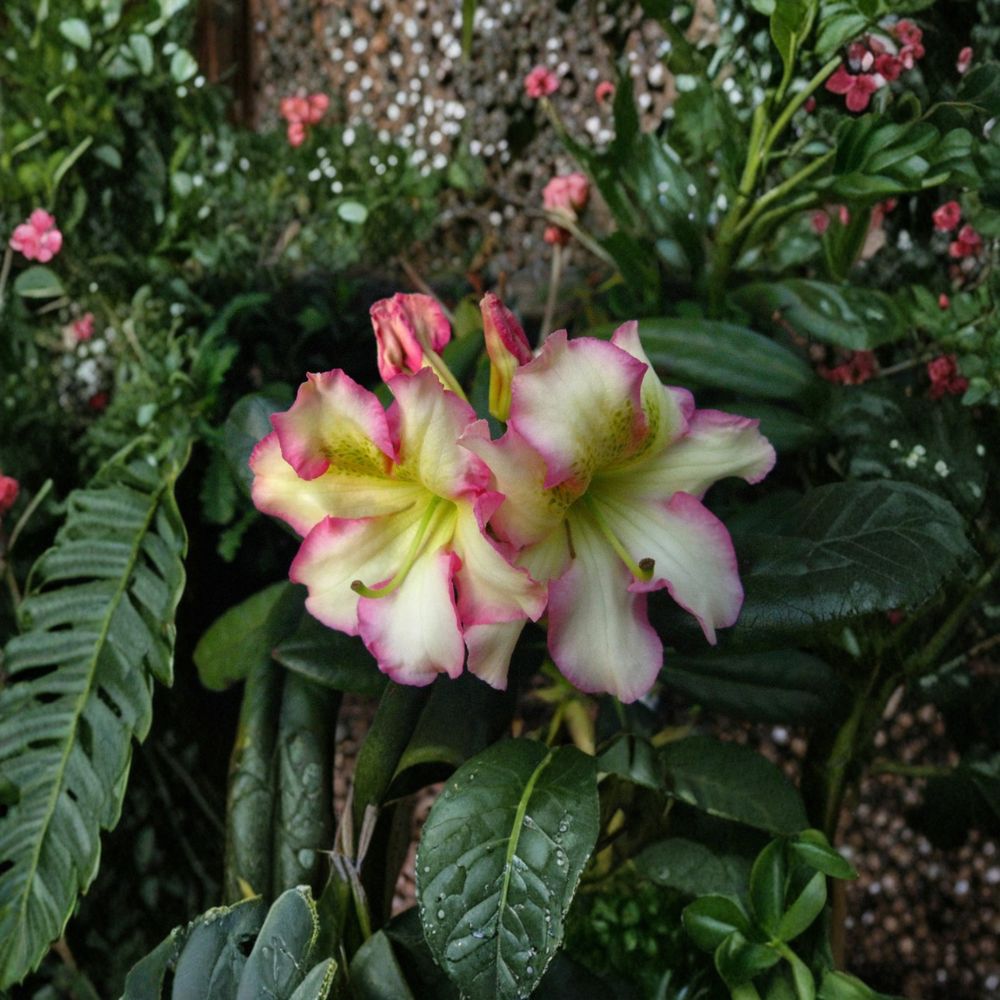 Melrose Flash Rhododendron Live Evergreen Shrub 12–15 Inches Wide Rhododendron hybrid ‘Melrose Flash’ Pink Yellow Green Blooms