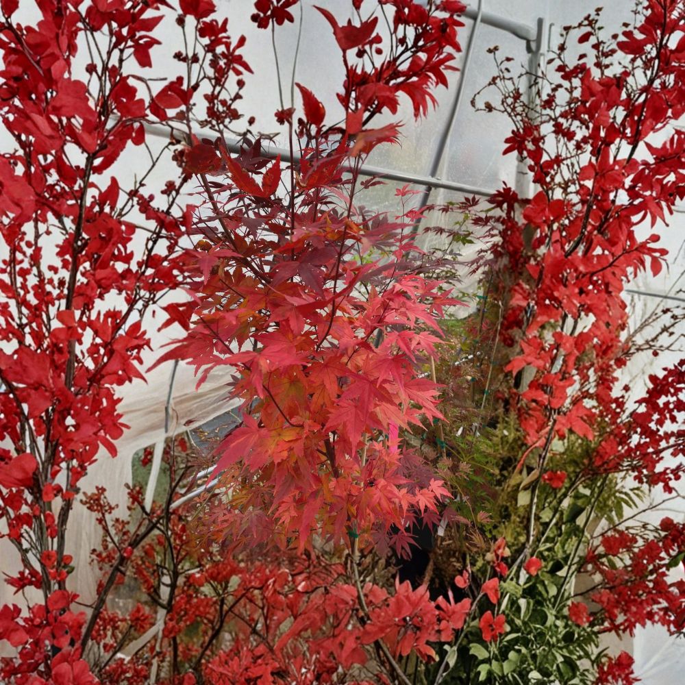 Acer palmatum 'Tsukasa Silhouette' Live Japanese Maple | Rare Columnar Tree | #1 Container Grown | Ornamental Acer