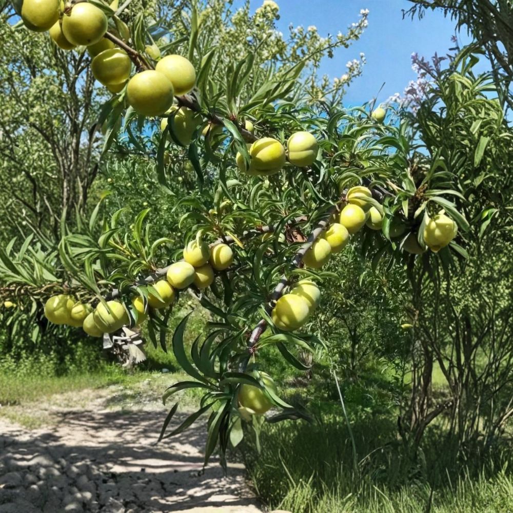 Feng-Tang Plum Tree - 2 Year Grafted Bare Root - Super Sweet Honey Flavor - Prunus salicina ‘Feng-Tang’ - Ideal for Backyard Orchards